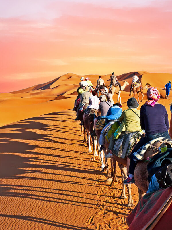 camellos en el desierto