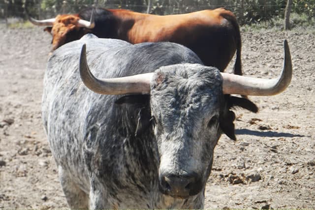 excursion a una ganaderia de toro de lidia