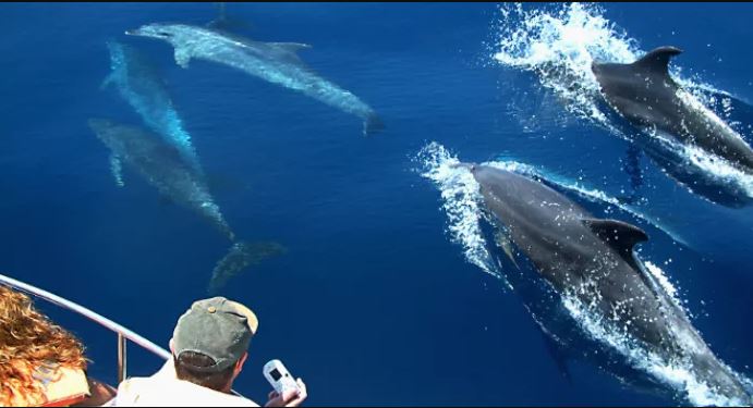 avistamiento delfines en gibraltar