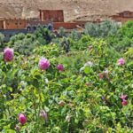 pueblo de las rosas Marruecos