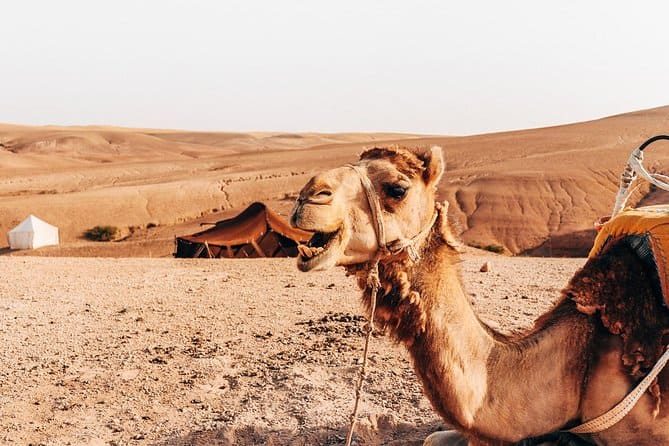 camellos en agafay